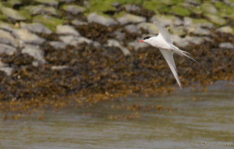 _DSC3215kopie.JPG - Breskens, Zeehonden en Vogels