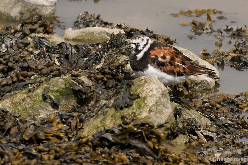 _DSC3225kopie.JPG - Breskens, Zeehonden en Vogels