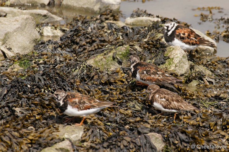 _DSC3226kopie.JPG - Breskens, Zeehonden en Vogels