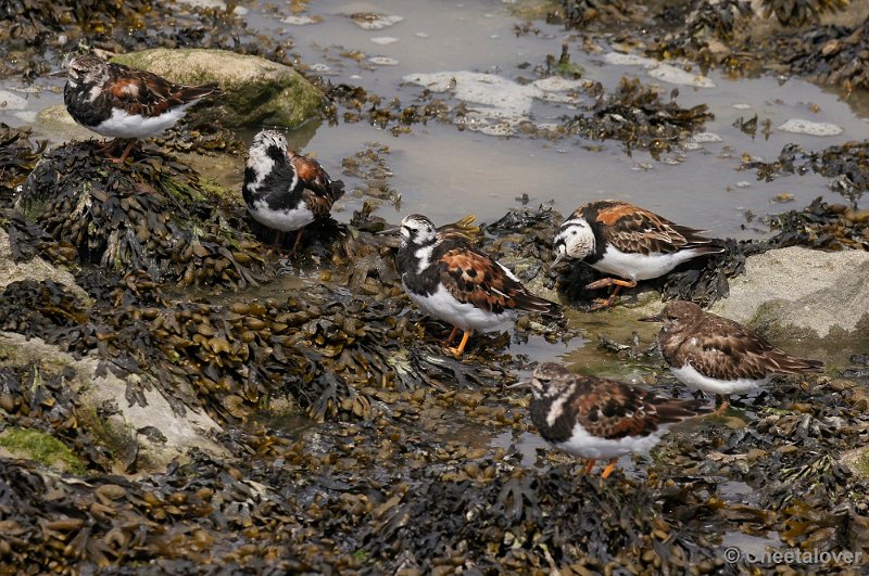 _DSC3235kopie.JPG - Breskens, Zeehonden en Vogels