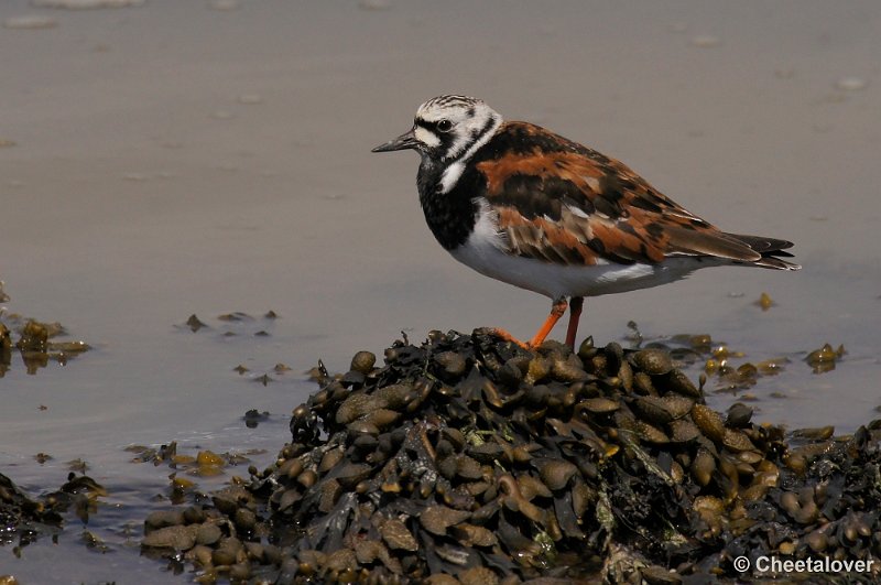 _DSC3236kopie.JPG - Breskens, Zeehonden en Vogels