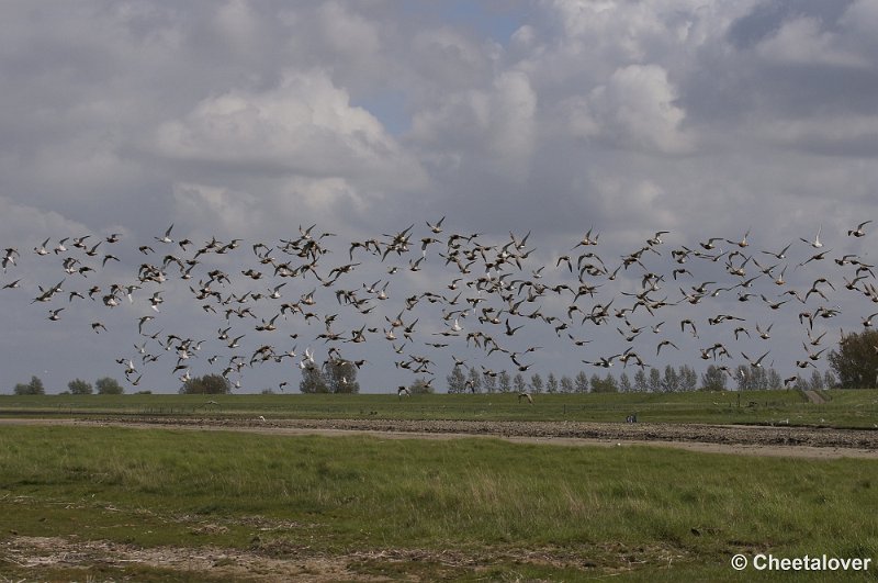 _DSC3241.JPG - Breskens, Zeehonden en Vogels