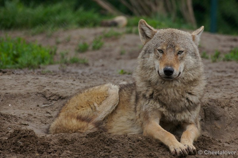 _DSC3826-2.JPG - Wolf