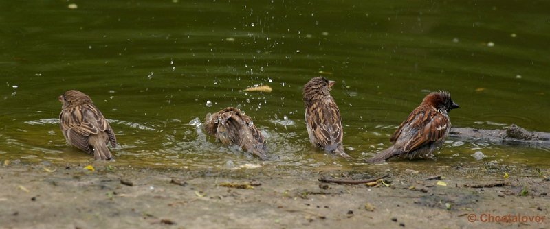 _DSC3947-2.JPG - Musjes aan het badderen