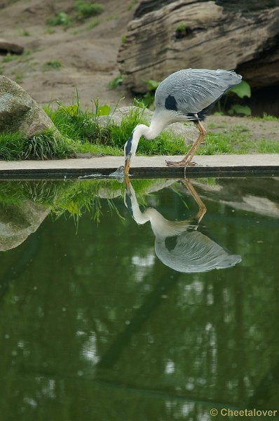 _DSC4145-2.JPG - Reiger