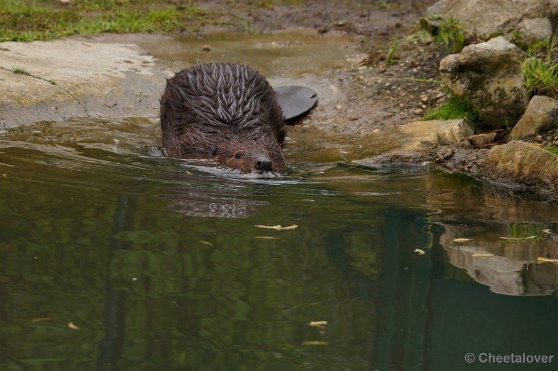 _DSC4170-2.JPG - Bever