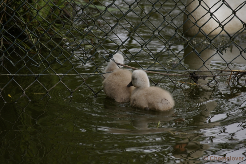 _DSC4188.JPG - Jonge Zwaantjes