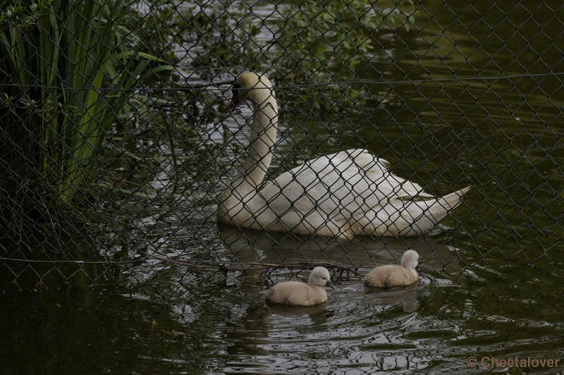 _DSC4190.JPG - Jonge Zwaantjes