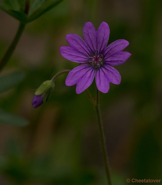 _DSC2699.JPG - Monde Verde