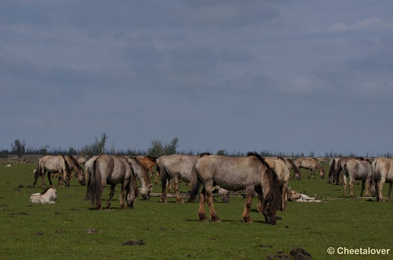 _DSC4314-2.JPG - Oostvaardersplassen