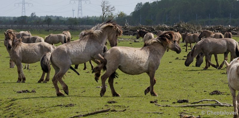 _DSC4386-2.JPG - Oostvaardersplassen