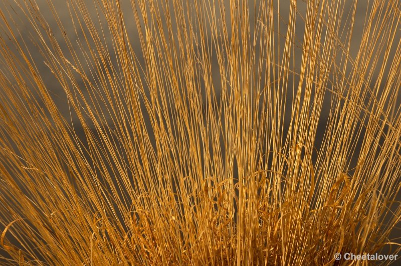 _DSC2350.JPG - Zonsopkomst Oisterwijkse Vennen 'Diaconieven'