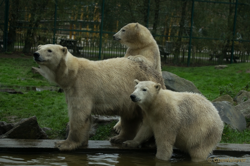 _DSC3530.JPG - Dierenrijk