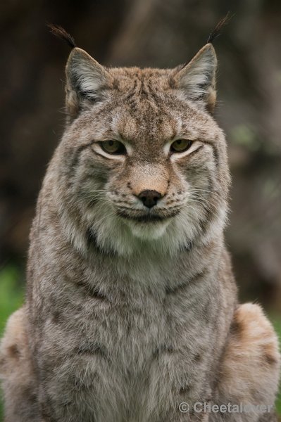 _DSC3628.JPG - Dierenrijk