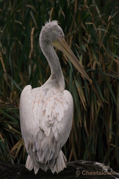 _DSC3682.JPG - Dierenrijk