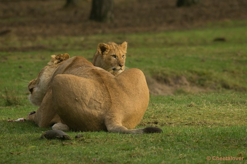 _DSC1302.JPG - Veilig bij mama