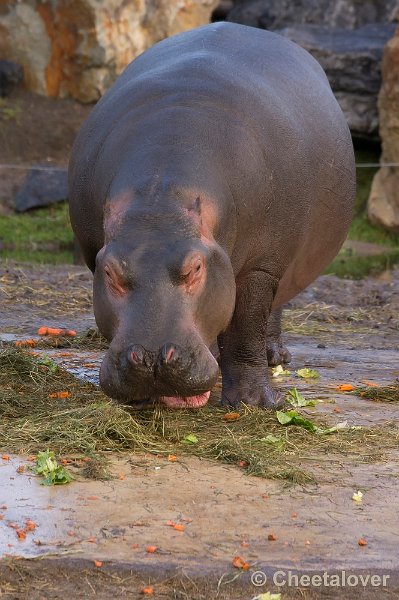 _DSC1509.JPG - Pompoenen en Wortels op een bedje van Stro voor de Nijlpaarden