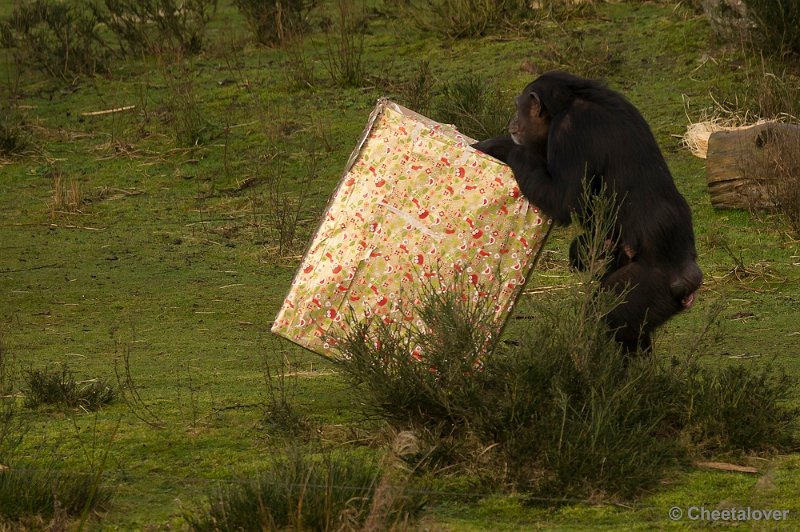 _DSC1520.JPG - Deze Chimpansee gaat er met het grootse kado vandoor