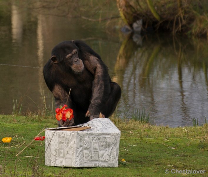 _DSC1533.JPG - 's kijken wat er in dit kadootje zit