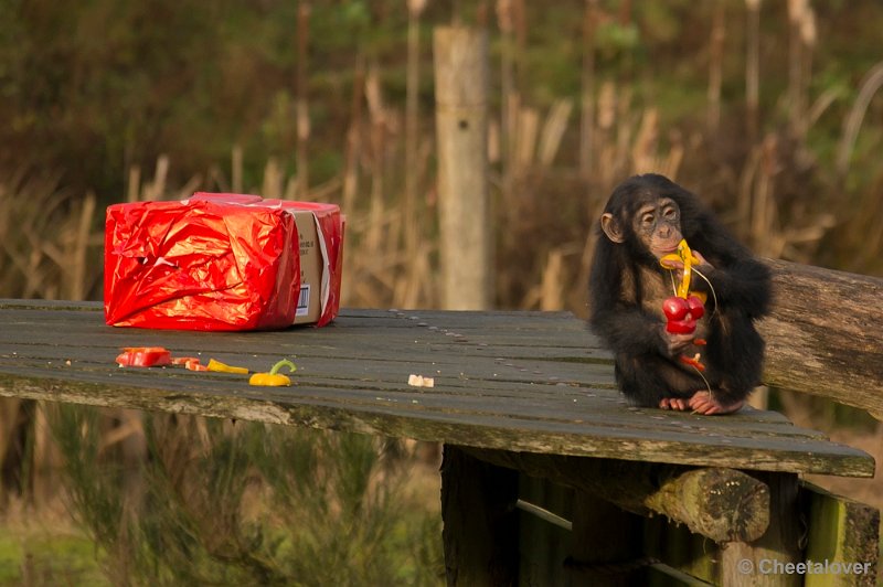 _DSC1537.JPG - Jonge Chimpansee geniet nog steeds van zijn Kerstdiner