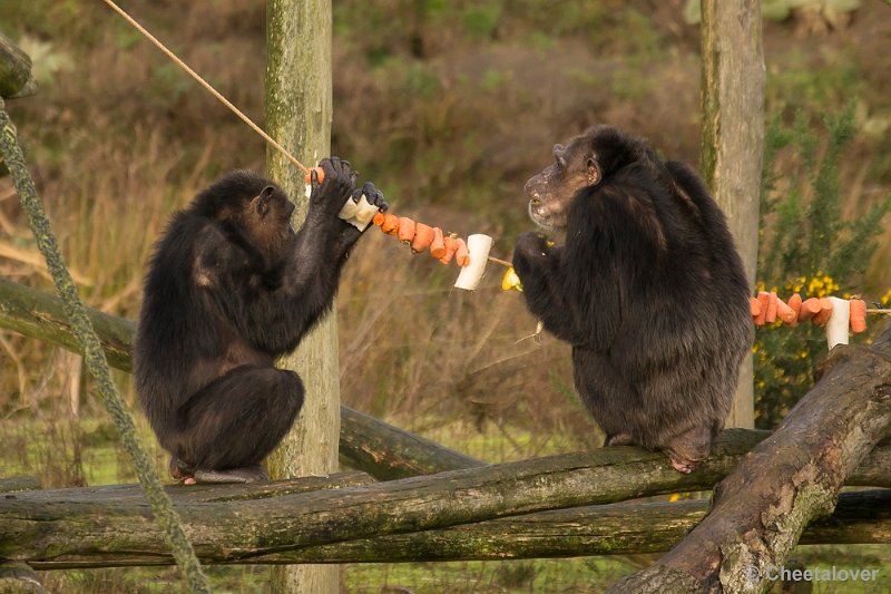 _DSC1539.JPG - Twee Chimpansees aan de Kerstslinger