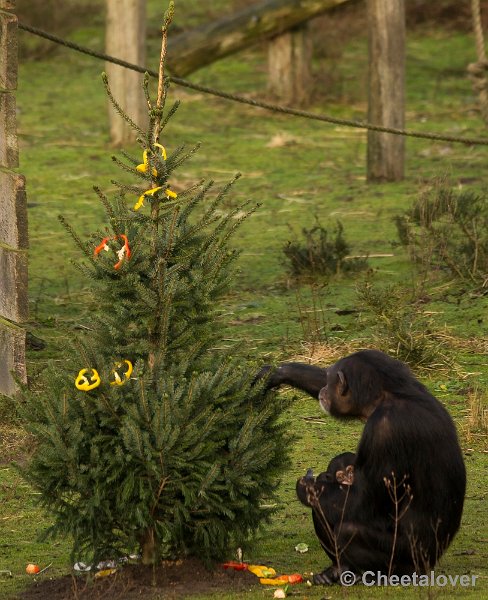 _DSC1541.JPG - Chimpansee met jong