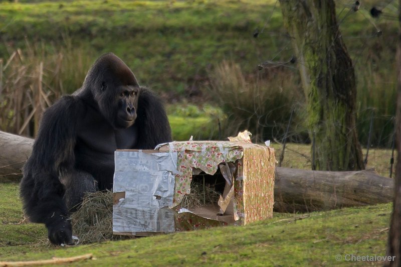 _DSC1549.JPG - Gorilla bij zijn geopend kadootje