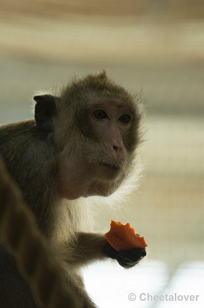 _DSC7459.JPG - Dierenrijk