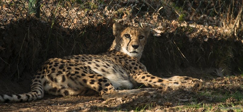 _DSC8836.JPG - Safaripark Beekse Bergen