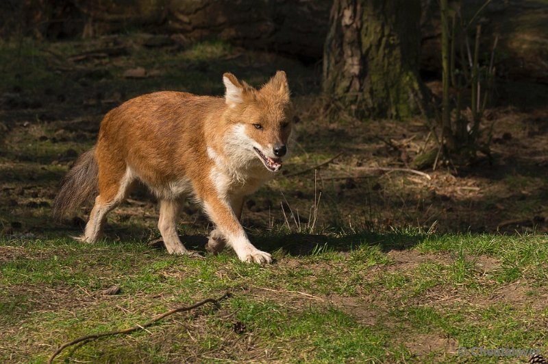 _DSC8918.JPG - Safaripark Beekse Bergen