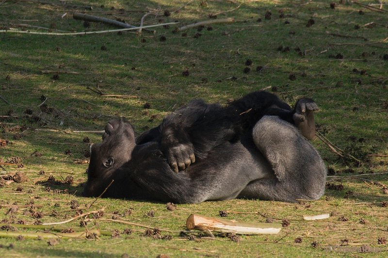 _DSC8923.JPG - Safaripark Beekse Bergen