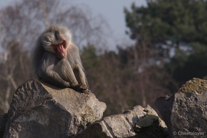 _DSC8944.JPG - Safaripark Beekse Bergen