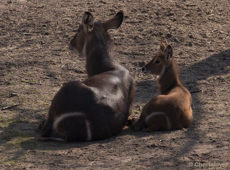 _DSC8949.JPG - Safaripark Beekse Bergen