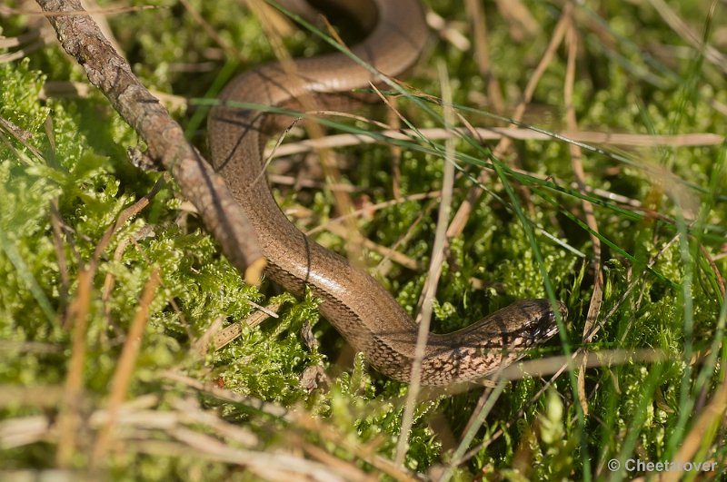 _DSC6635.JPG - Park De Hoge Veluwe'Hazelworm'