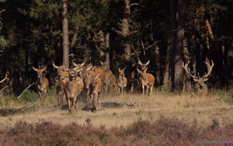 _DSC6647.JPG - Park De Hoge Veluwe