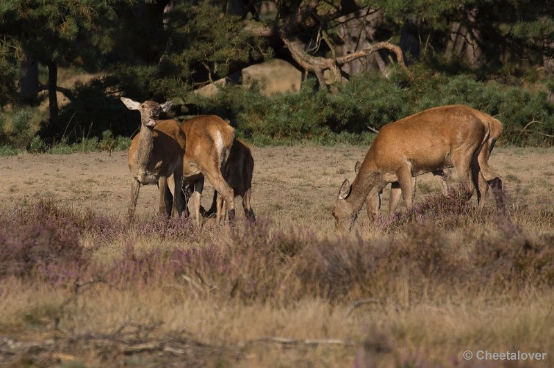 _DSC6658.JPG - Park De Hoge Veluwe