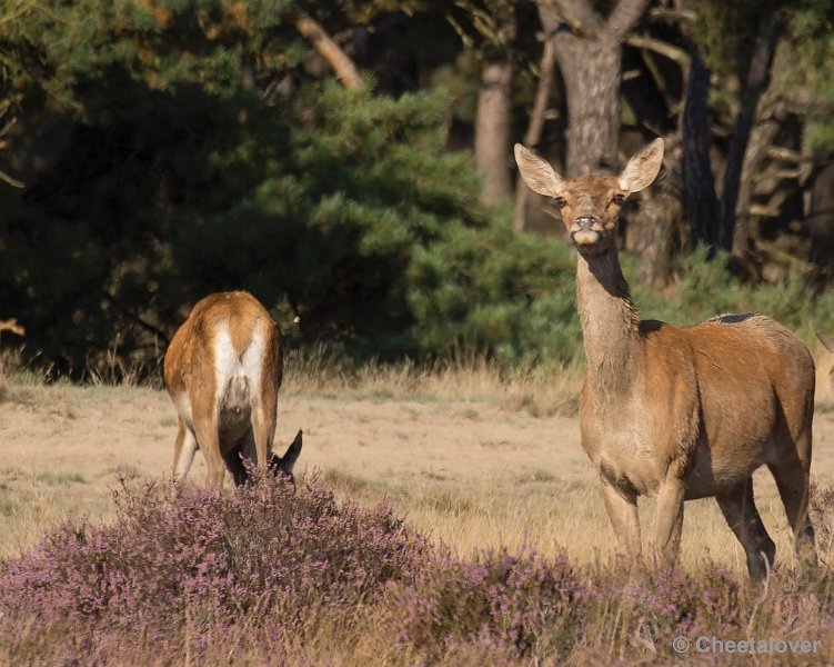 _DSC6662.JPG - Park De Hoge Veluwe