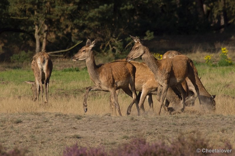 _DSC6679.JPG - Park De Hoge Veluwe