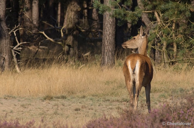 _DSC6683.JPG - Park De Hoge Veluwe