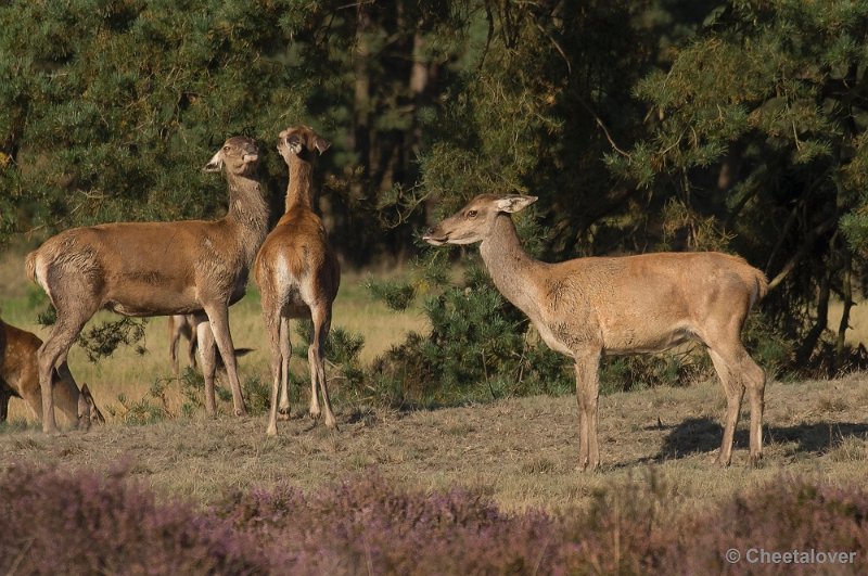 _DSC6684.JPG - Park De Hoge Veluwe