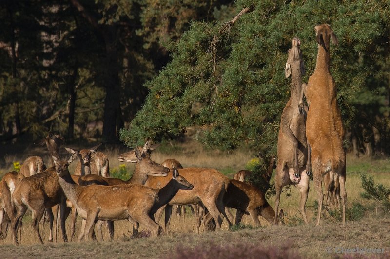 _DSC6688.JPG - Park De Hoge Veluwe