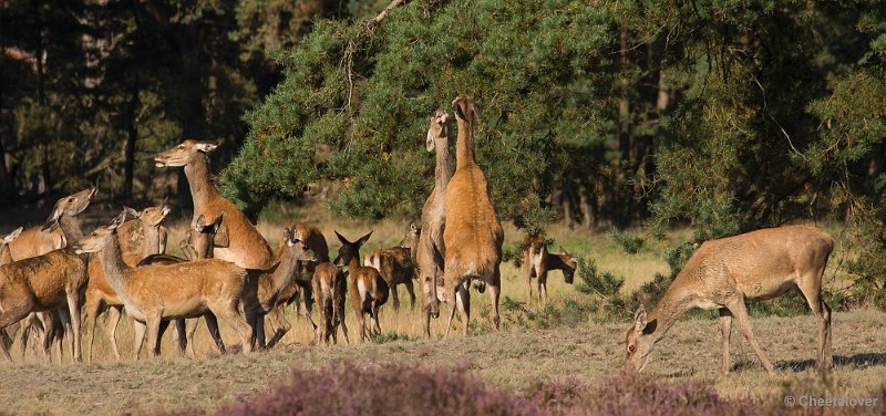 _DSC6698.JPG - Park De Hoge Veluwe