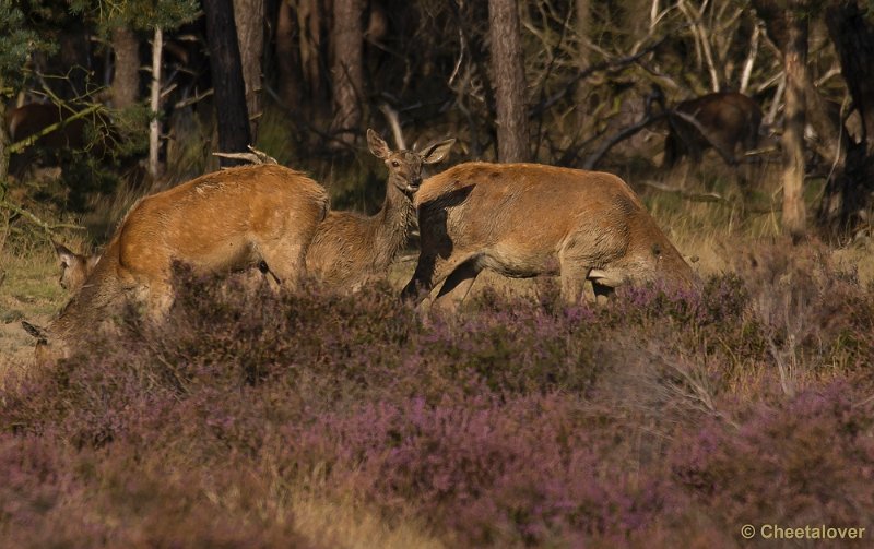 _DSC6749.JPG - Park De Hoge Veluwe