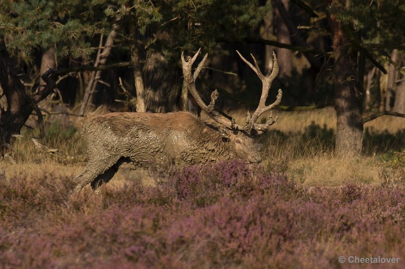 _DSC6775.JPG - Park De Hoge Veluwe