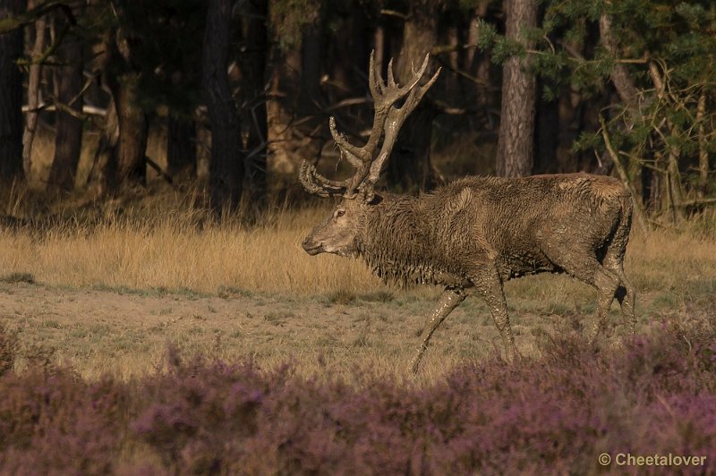 _DSC6784.JPG - Park De Hoge Veluwe