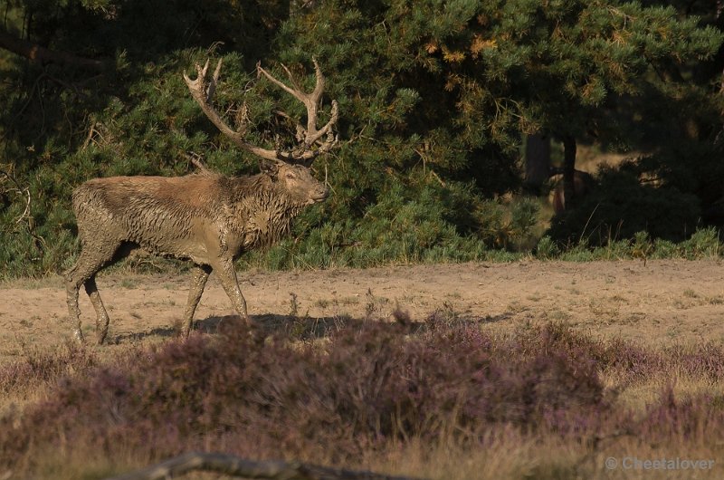 _DSC6791.JPG - Park De Hoge Veluwe