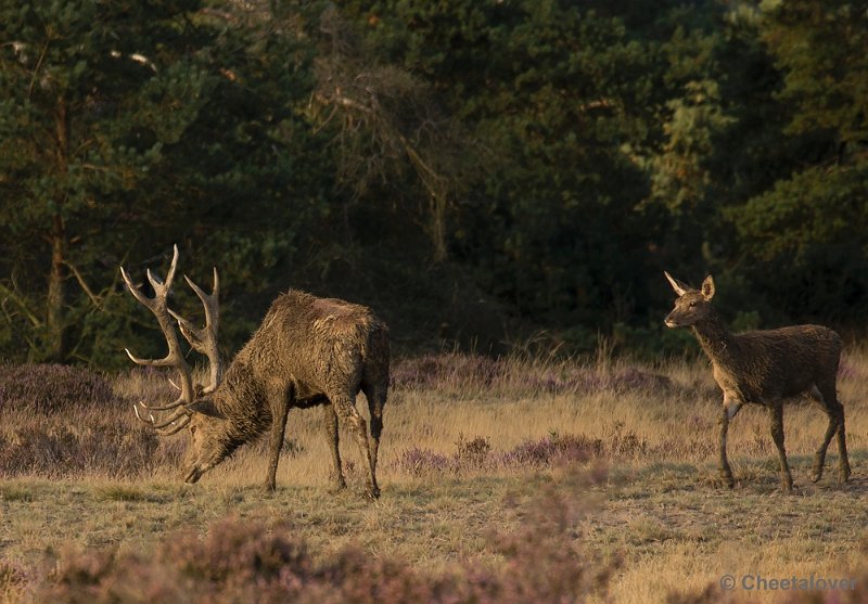 _DSC6861.JPG - Park De Hoge Veluwe