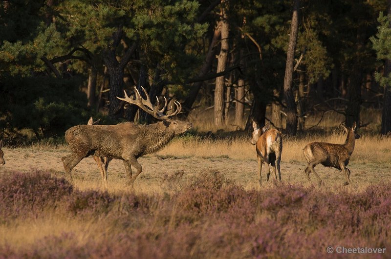 _DSC6878.JPG - Park De Hoge Veluwe