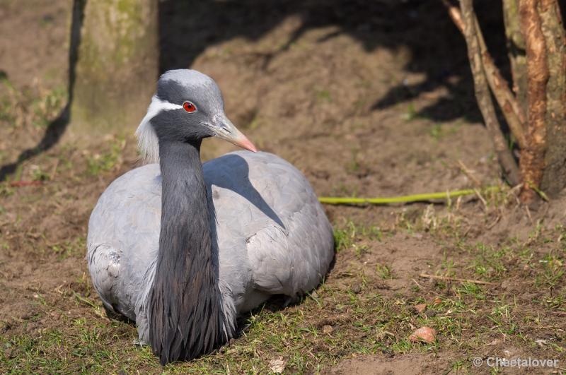 _DSC5122.JPG - Dierenrijk