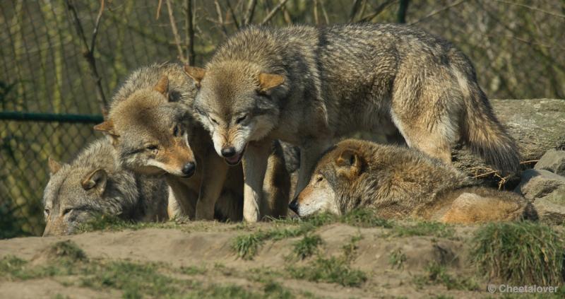 _DSC5336.JPG - Dierenrijk